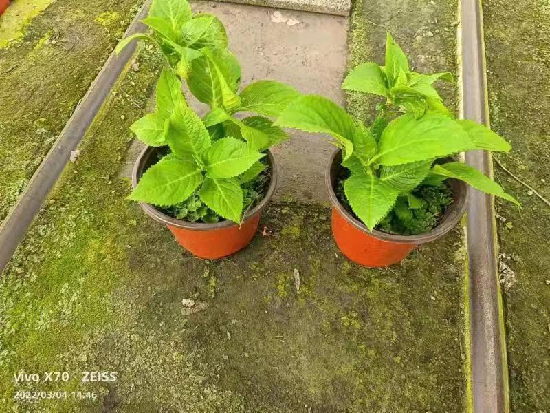 W020220319749626901163