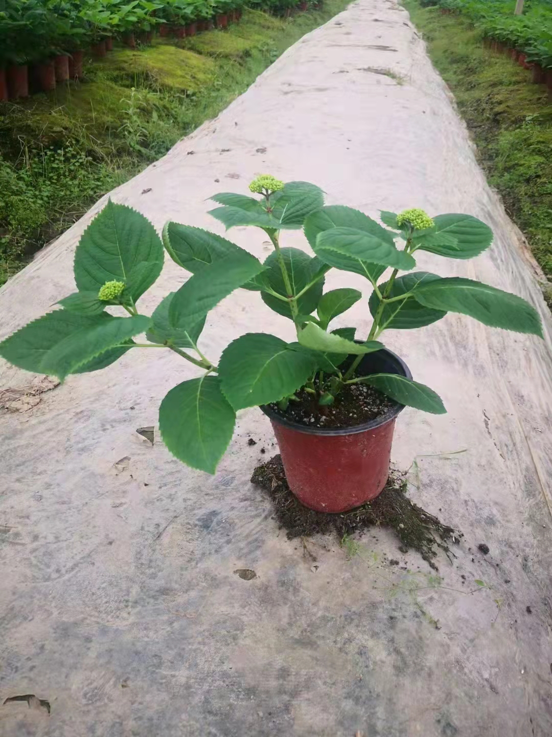 W020220319749626907424