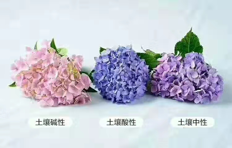 W020220319749626929063