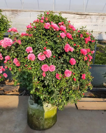 W020220325385455617783