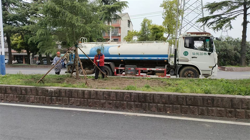 市园林绿化所积极开展复州大道雪松补栽施工